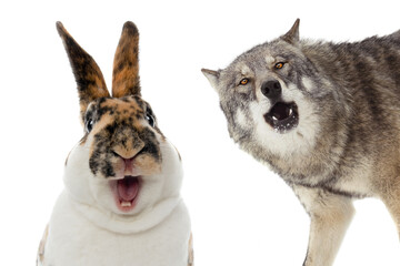 laughing hare and wolf isolated on white background