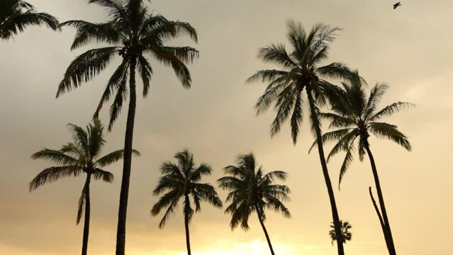 Silhouette of Palm Trees Under Overcast Sky - locked off shot
