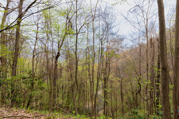 Obraz premium wooded land