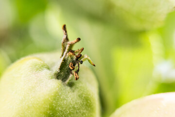 Detail of a green tomatoe.