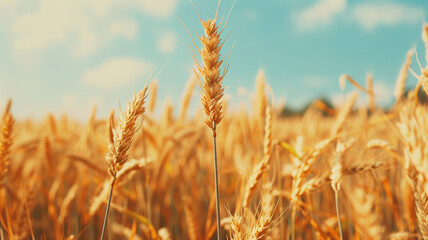 Fototapeta premium Stunning Wheat Field on a Sunny Day