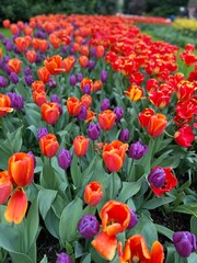 beautiful blooming flowers and tulips