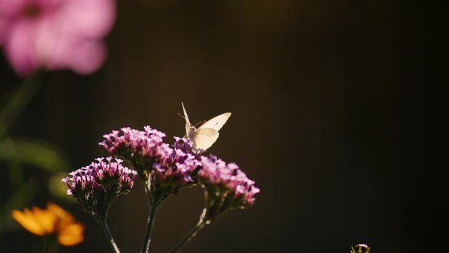 White butterfly flies from verbena pink flower macro slow motion