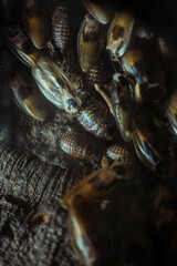 Ugly and disgusting striped bugs close up