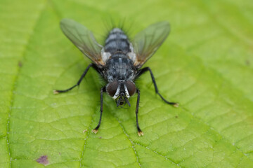 Detailed closeup on a European Tachinid fly, Phorocera obscura sitting on a green leaf