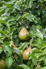 Shiny delicious pears hanging from a tree branch in the orchard..