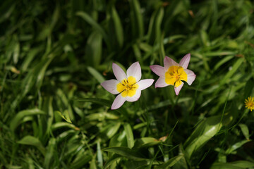 Blooming Rock Tulip in Spring, Tulipa Saxatilis