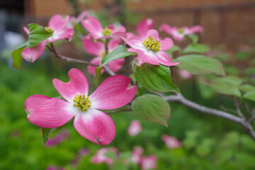 Obraz na płótnie Canvas 桜が終わりハナミズキの花が咲く日本の四季