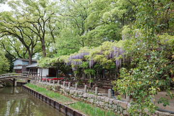 桜が散った後に日本で楽しめる藤の花。4月下旬の兵庫県西宮神社の藤棚