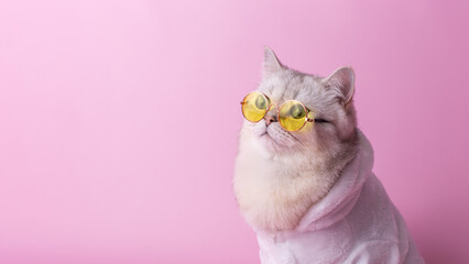 stylish short hair white cat in yellow glasses is sitting in a white bathrobe, on a pink background