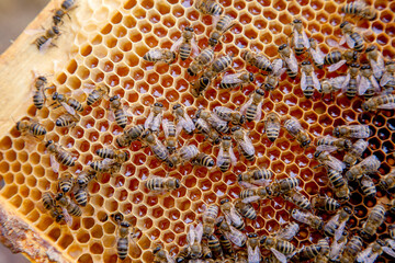 Close up view of working bees on honeycomb with sweet honey..