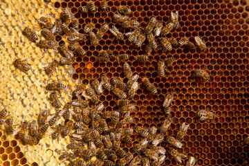 Working bees on honeycomb with sweet honey and pollen..