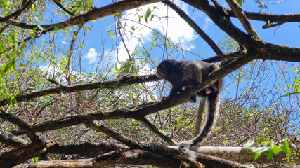 Macaco se preparando para pular