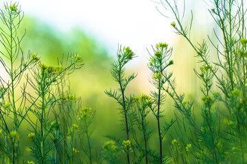 Close-up of yellow spring wildflowers