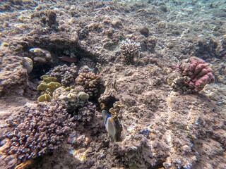 Rhinecanthus assasi fish or Picasso trigger fish on his coral reef in the Red Sea, Egypt.