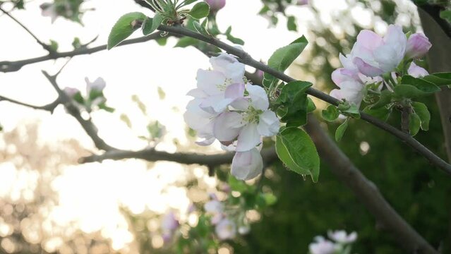 Blooming apple tree. Beautiful blossoming buds on the branches.