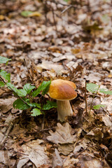 Single Boletus mushroom in the wild. Porcini mushroom grows on the forest floor at autumn season..