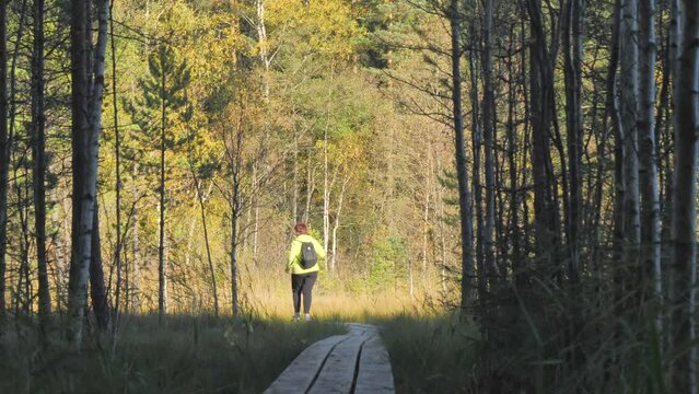 The lady walking on the forest trails in the nature reserve on the wooden boards in the bog landscape. 