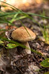 Boletus mushroom in the wild. Porcini mushroom grows on the forest floor at autumn season..