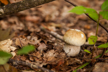 Single Boletus mushroom in the wild. Porcini mushroom grows on the forest floor at autumn season..