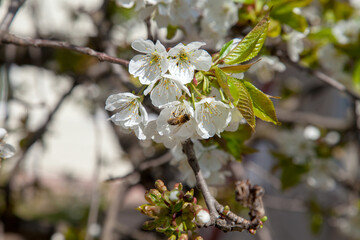 Close up view of working honeybee on white flower of sweet cherry tree. Collecting pollen and nectar to make sweet honey.