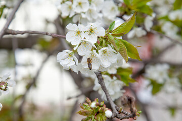 Working honeybee flying over the white flower of sweet cherry tree. Bee looking pollen and nectar to make sweet honey.