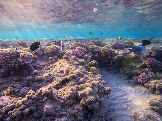 Surgeon fish or sohal tang fish (Acanthurus sohal) at the Red Sea coral reef..