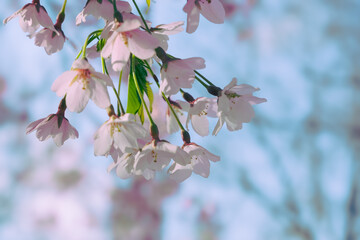 elegant tree blossom branch on defocused blooming spring and blue sky background, natural delicate beauty