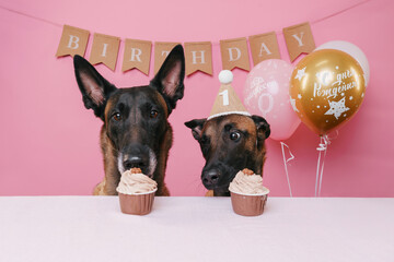 Two dogs celebrating a birthday and eating a cupcake