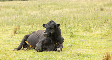 large stud black bull sitting in it's pasture during the summer months