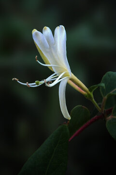 Close-up shot a blooming white honeysuckle flower