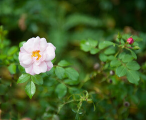 A pink wild rose on a green background