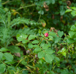 A red bud on a green background