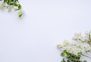 Holiday floral concept. White flowers on a white background. Postcard, background, place for text, top view, copy. 