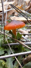 Close up of a Small Mushroom, Macro Photography, Beauty of Nature