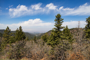 pine forest in the mountains