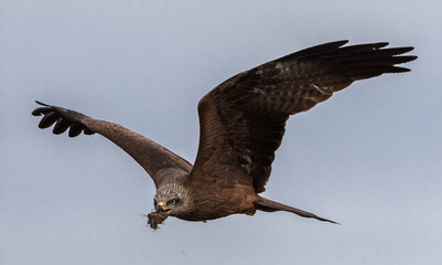 Bird (Black kite, Milvus migrans) in flight, with nesting material in its beak.