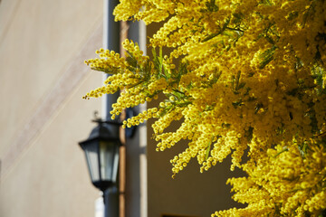 Blooming of acacia dealbata, the silver wattle, blue wattle, yellow mimosa tree blossom outside