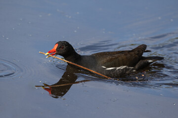 Common moorhen (waterhen or swamp chicken) (Gallinula chloropus) swimming with a twig to build its...