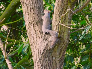 Squirrel in a tree v