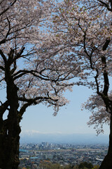 Obraz premium 木のシルエットが額縁満開の桜春霞の北アルプス立山連峰と薬師岳