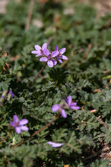 Small purple flowers