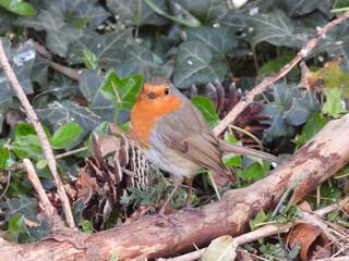 Robin bird on a dry stick