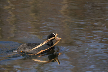 Eurasian coot (Fulica atra) with nesting material in its beak, swimming on the pond