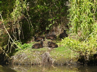 Young coot resting on the shore