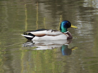 Wild duck on blurry water
