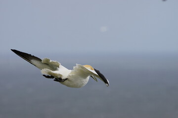 A Gannet (Morus bassanus) on Bempton Cliffs, East Riding of Yorkshire, UK