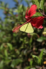 Red flower and a yellow Butterfly