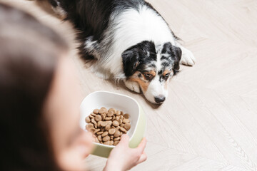 Women's hands hold a bowl of dry food, the dog lies on the floor and look. Australian Shepherd...
