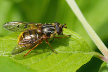 Closeup on the EUropean Common Copperback hoverfly, Ferdinandea cuprea sunbathing on a green leaf
